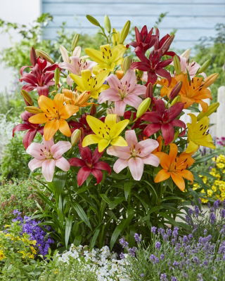 Lily - valg af 3 blomsterløg