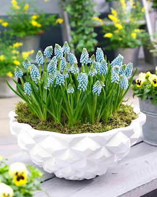 Druifhyacint - Aqua Magic - pakket van 10 stuks - Muscari