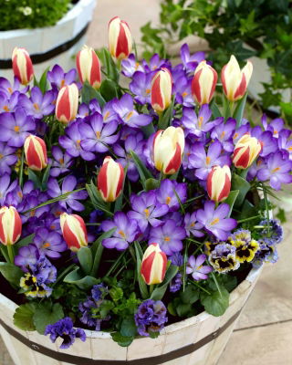 "Spring Prop" - 75 krokus- och tulpanlökar - sammansättning av 2 spännande sorter