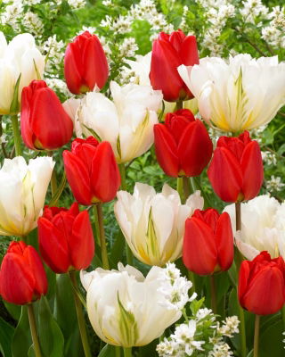 "Creazione Primavera" - 50 bulbi di tulipano - composizione di 2 varietà