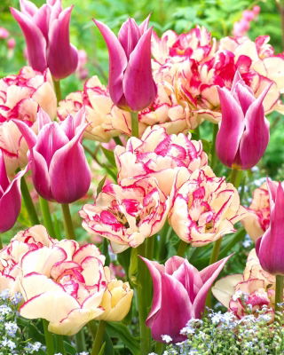 "Spring Song" - 50 bulbi di tulipano - composizione di 2 varietà