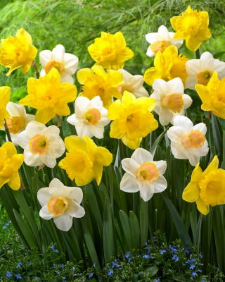 Narcisi, bulbi di narciso - set di 2 varietà - Dutch Master e Salome - 50 pz