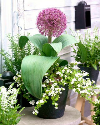 Cebolla ornamental de crecimiento bajo con un gran racimo de flores - Red Giant - ¡paquete grande! - 10 piezas