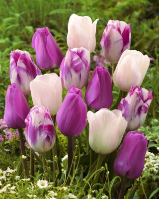 Tulip bulbs - set of 3 varieties - Don Quichotte, White Dream and Flaming Flag - 45 pcs