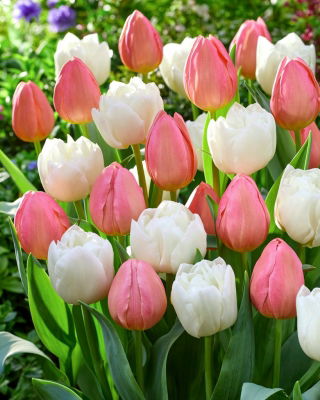 Tulip bulbs - set of 2 varieties - Mount Tacoma and Salmon Impression - 50 pcs
