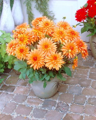 Dahlia - Autumn Fairy - stor pakke! - 10 stk.