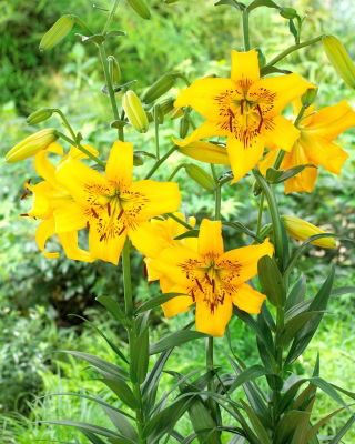 Tiger lily - Yellow Bruse - large pack! - 10 pcs