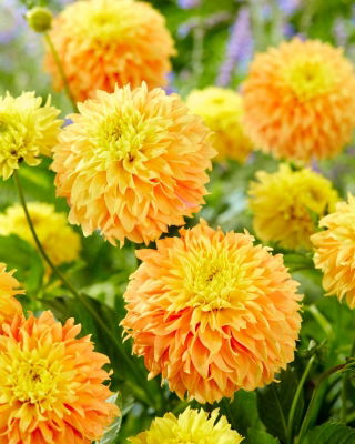 Dahlia - Deep Impact