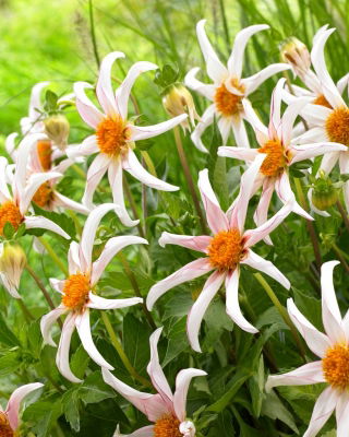 Dahlia - Honka Fragile - 