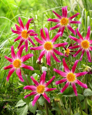 Dahlia - Honka Pink