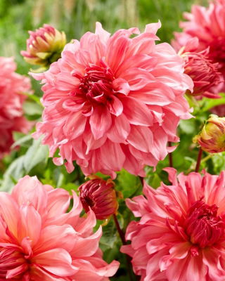 Dahlia - Islander - large pack! - 10 pcs