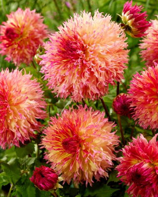 Dahlia - La follia di Myrtle