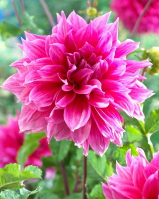 Dahlia - Emory Paul - large pack! - 10 pcs