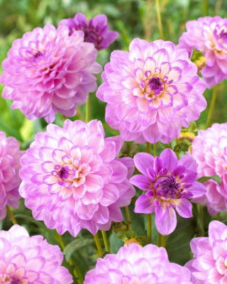 Dahlia - Blue Wish - Großpackung! - 10 Stück