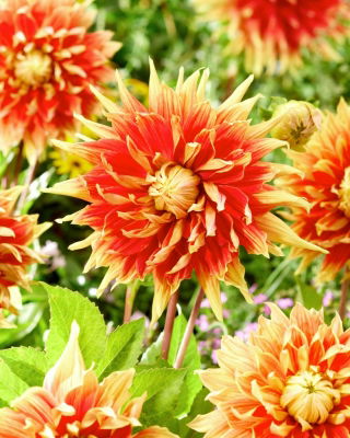 Dahlia - Autumn Sunburst