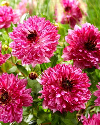 Dahlia - Gabriella - large pack! - 10 pcs
