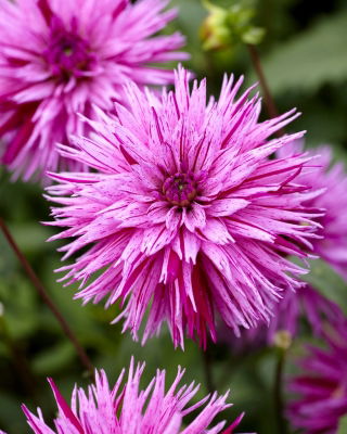 Dahlia - Striped Ambition
