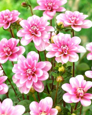 Dahlia - Pink Perception - Großpackung! - 10 Stück