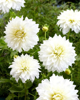 Dahlia - Fleurel - stor pakke! - 10 stk.