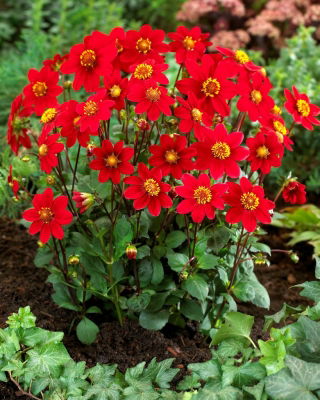 Dahlia - Topmix Reddy