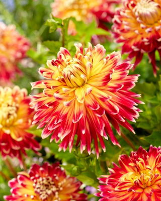 Dahlia - Akita - stor pakke! - 10 stk.