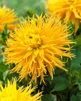 Dahlia - Taas