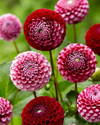 Dahlia - Chick a Dee US