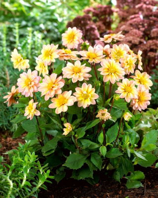 Dahlia - Topmix Aprikos