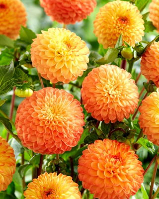 Dahlia - Souvenir d'Ete - grootverpakking! - 10 stuks - 