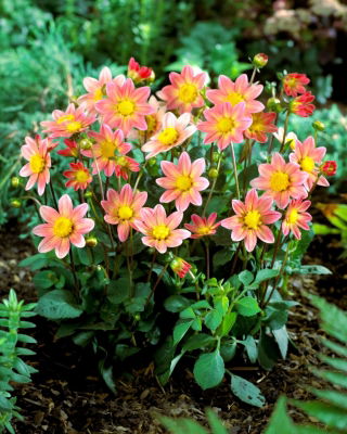 Dahlia - Topmix Zalm - 