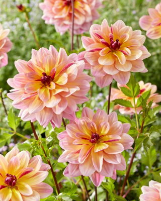 Dahlia - Dark Butterfly
