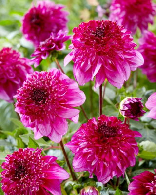 Dahlia - Richards Fortune