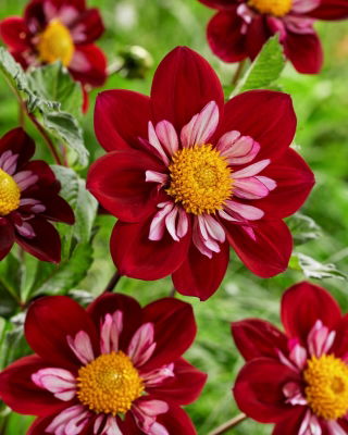 Dahlia - Eefje