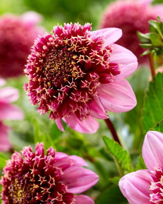 Dahlia - Fenna Baaij
