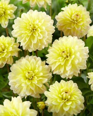 Dahlia - Innocent Silence - large pack! - 10 pcs