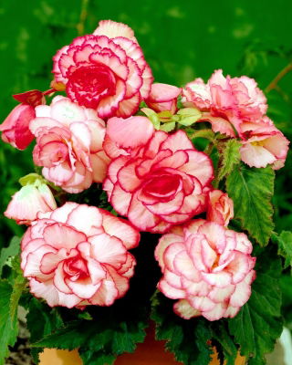 Bouton de Rose begonia - pink-hvid - 2 stk.
