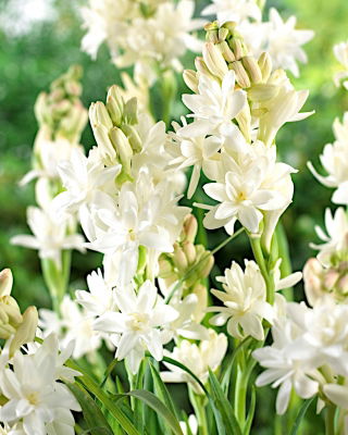 Tuberose - Polianthes - Großpackung! - 20 Stück; Agave Amica