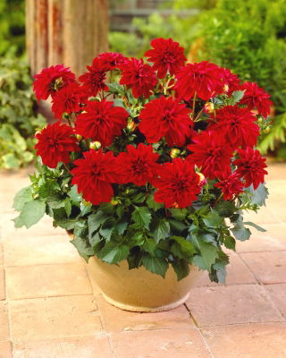 Dahlia - Gallery Singer - large pack! - 10 pcs