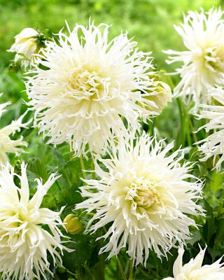 Dahlia --Tsuki-Yori-No Shisha --stor pakke! --10 stk.
