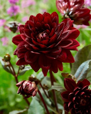 Dahlia - Karma Choc - large pack! - 10 pcs