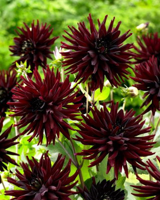 Cactus dahlia - Tamburo - large pack! - 10 pcs