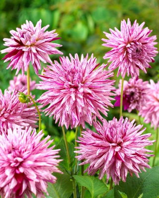 Cactus dahlia - Hy Trio - stor pakke! - 10 stk