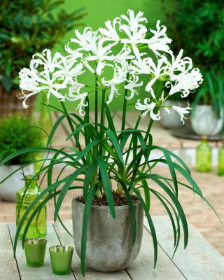 Nerine Alba - gros colis ! - 10 pieces