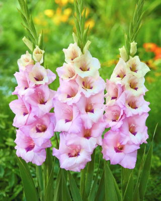 Venezia gladiolus - stor pakke! - 50 stk.