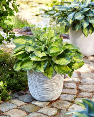 Alligator Alley Hosta, Spitzwegerich - Großpackung! - 10 Stk - 