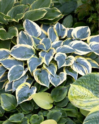 First Frost Hosta, Spitzwegerich - Großpackung! - 10 Stk - 