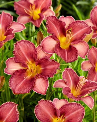 Chicago Knobby daylily