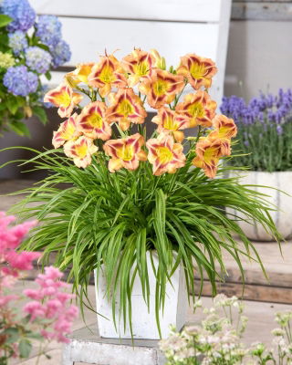 London Eye daylily