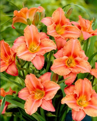 South Seas daylily
