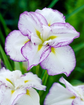 Middagstallerken Tiramisu Japansk iris (Iris ensata) - stor pakke! - 10 stk.